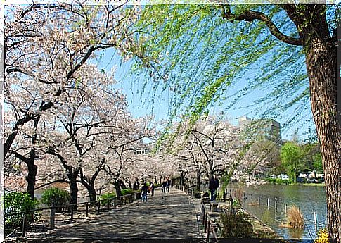 Ueno Park, one of the most beautiful parks in Tokyo