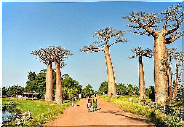 Avenue of the Baobabs in Madagascar