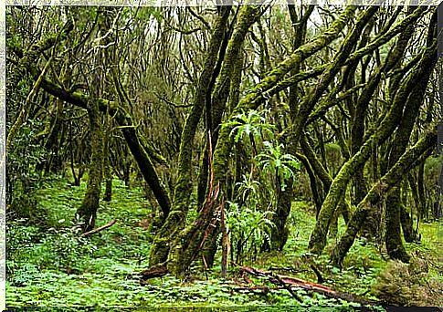 Laurel forest in the Canary Islands