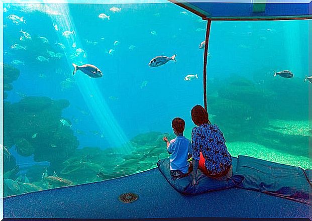 Palma Aquarium, one of the things to do in Palma de Mallorca