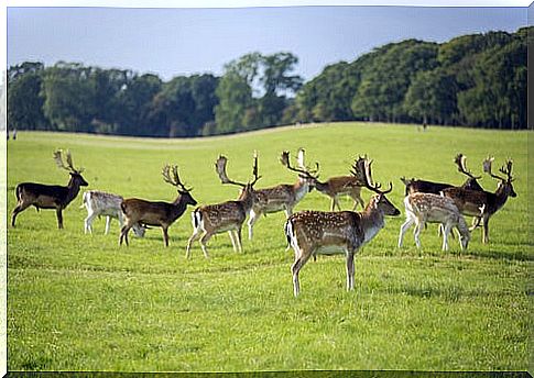 Phoenix Park, Dublin