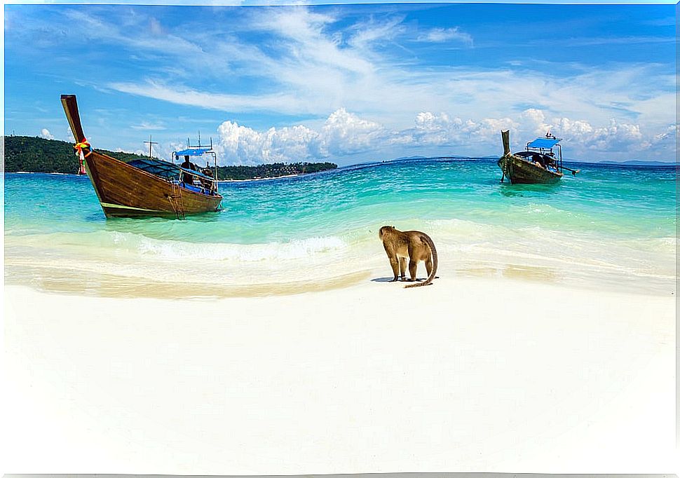 Monkey Beach in Thailand