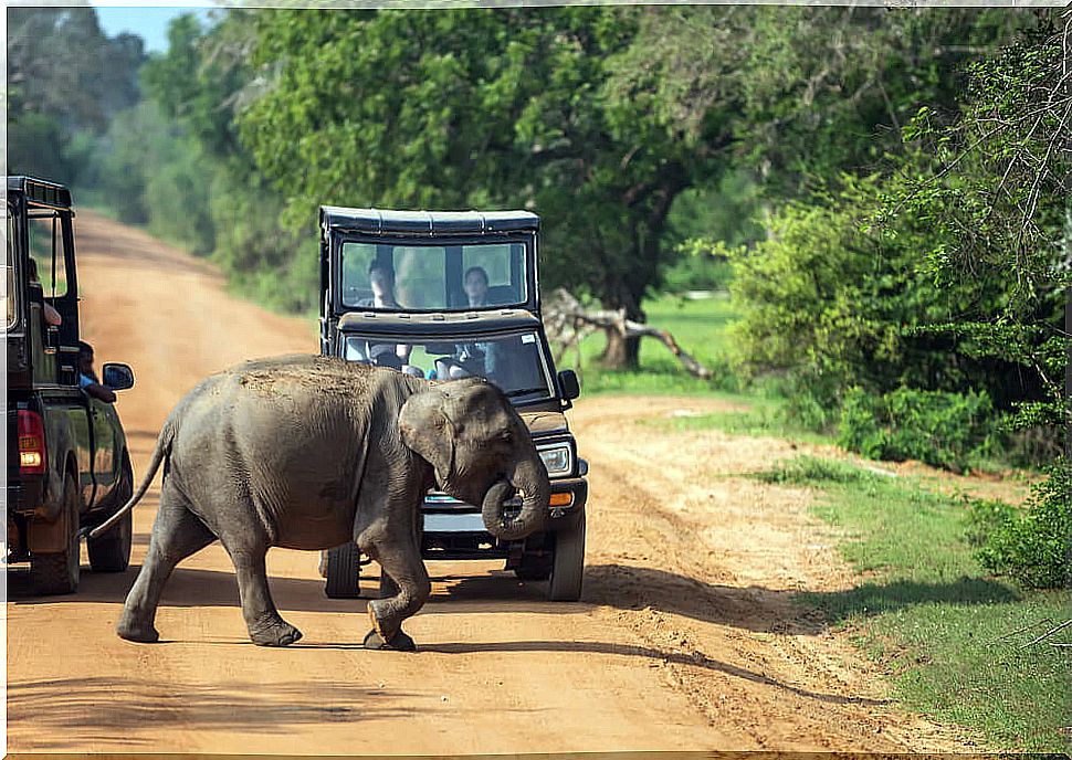 A safari in Sri Lanka's Yala National Park