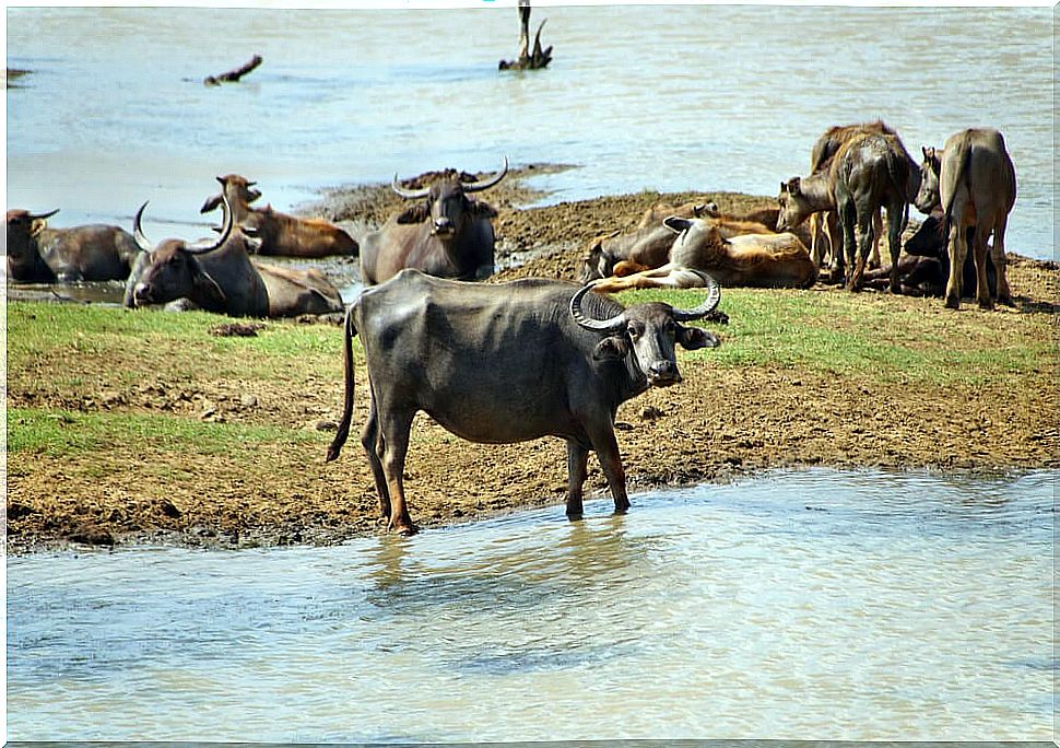 Water buffalos in the park