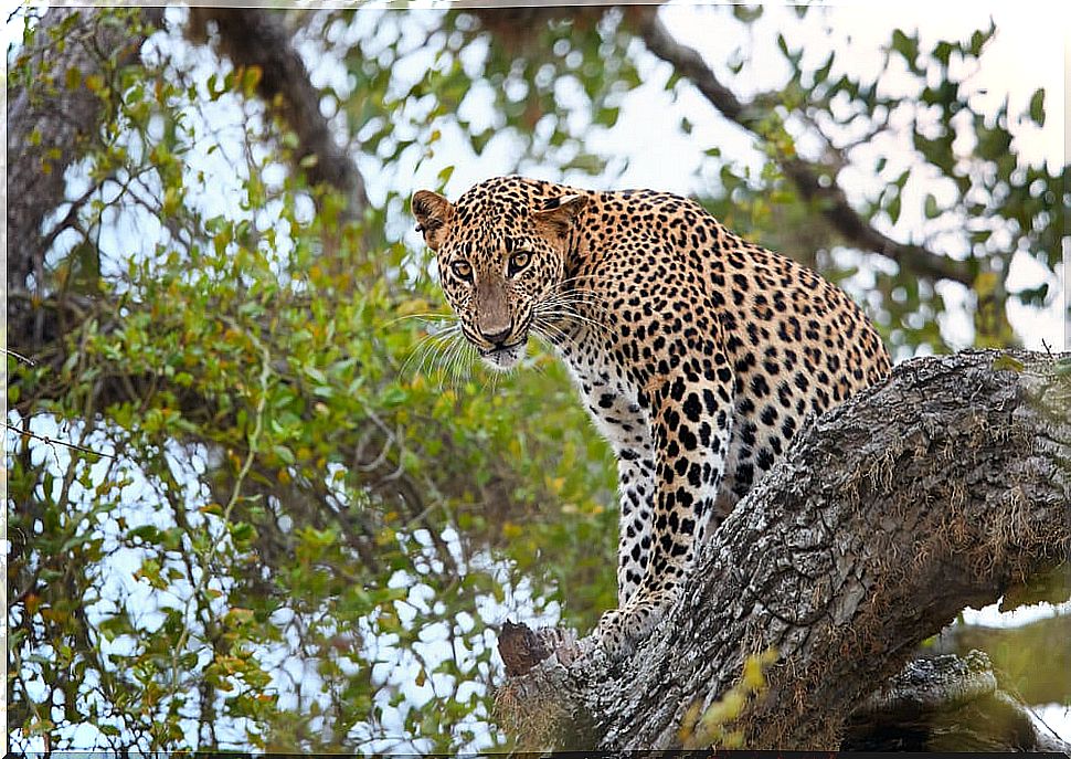 Leopard in Yala National Park