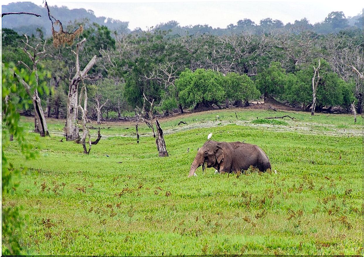 Elephant in the park