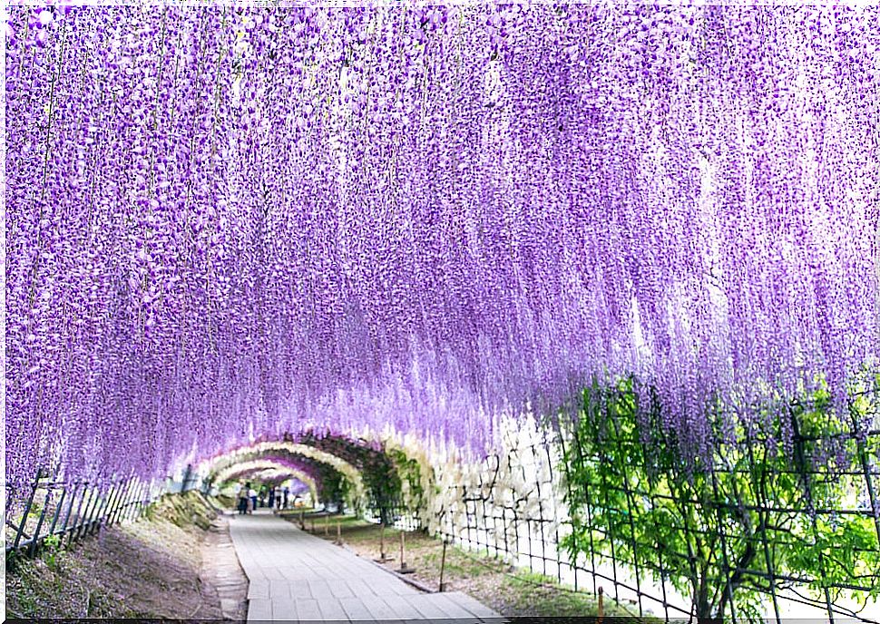 Wisteria tunnel at Kawachi Fuji in Japan