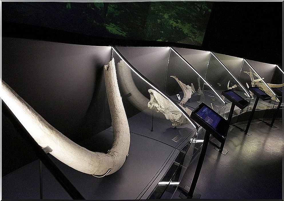 Fossils in the Museum of San Isidro de Madrid