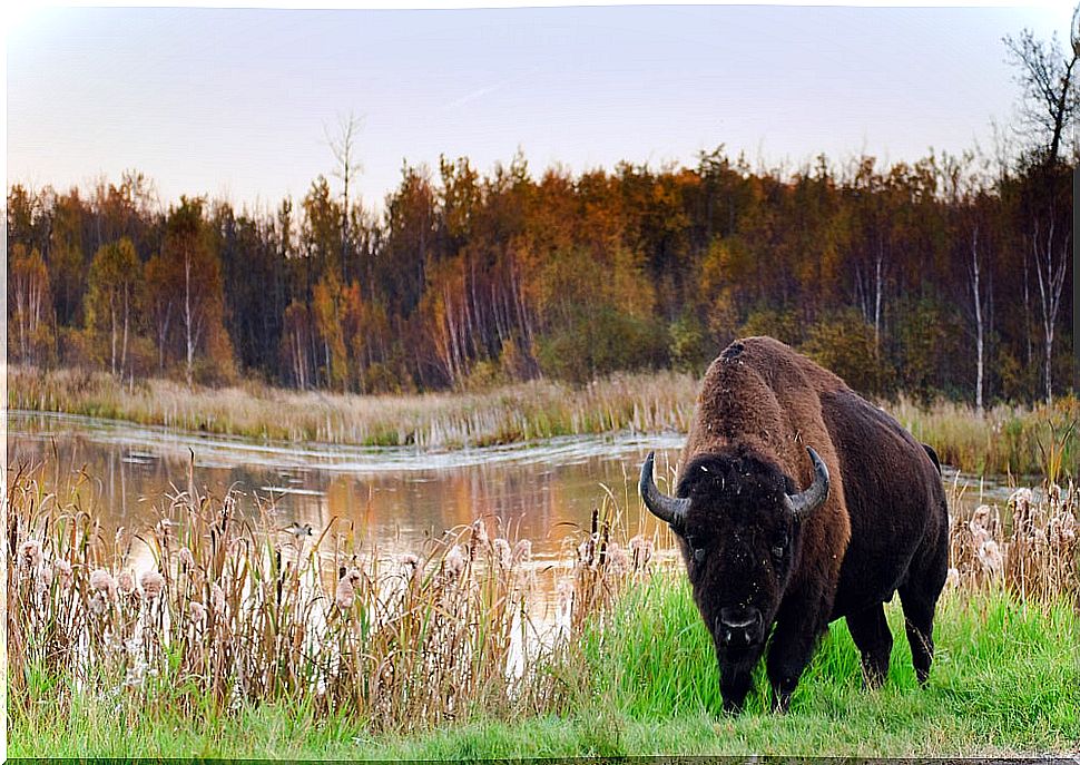 Elk Island National Park in Alberta