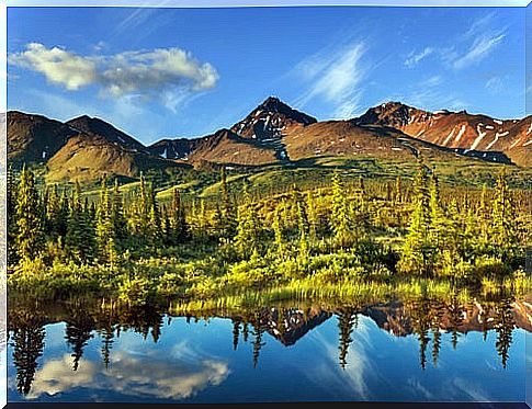 Tundra in Alaska.