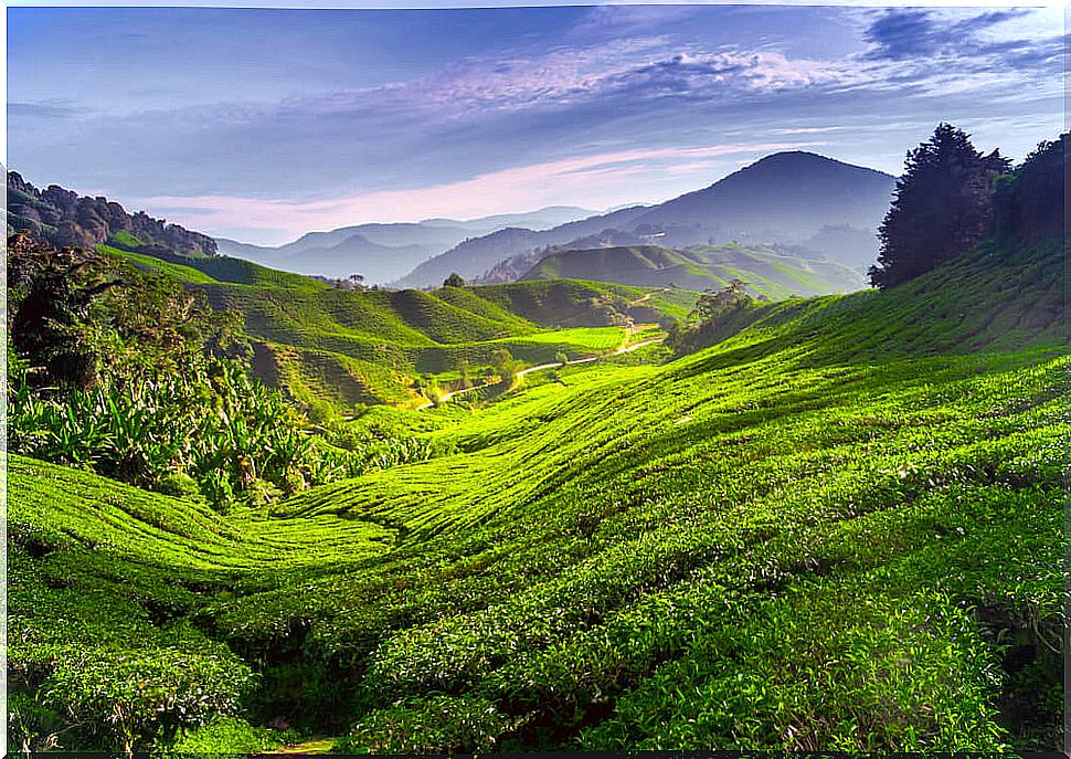 Cameron Highlands in Malaysia and its incredible landscapes