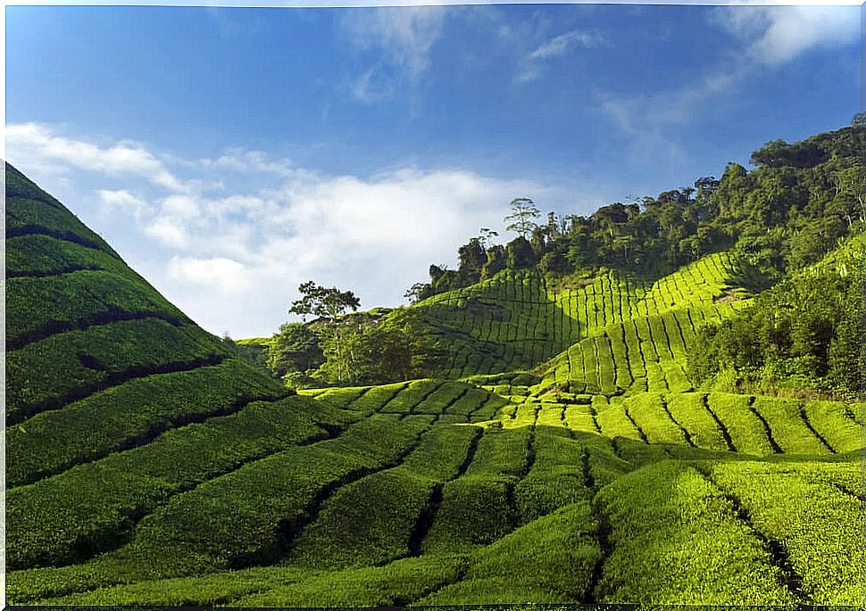 Tea plantation in the Cameron Highlands