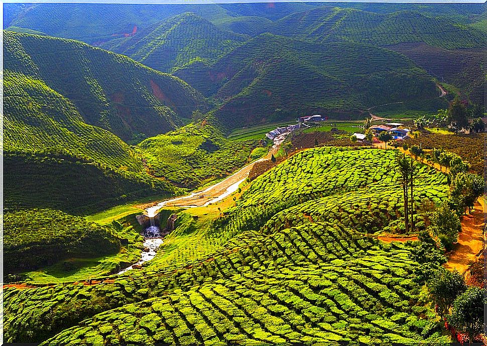 Tea plantation in Cameron Highlands