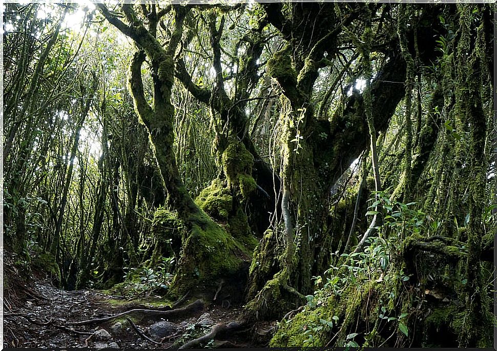 Mossy Forest Landscape