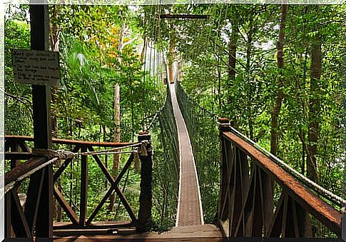 Taman Negara National Park in Malaysia