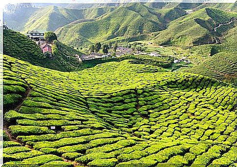 Tea fields in Malaysia