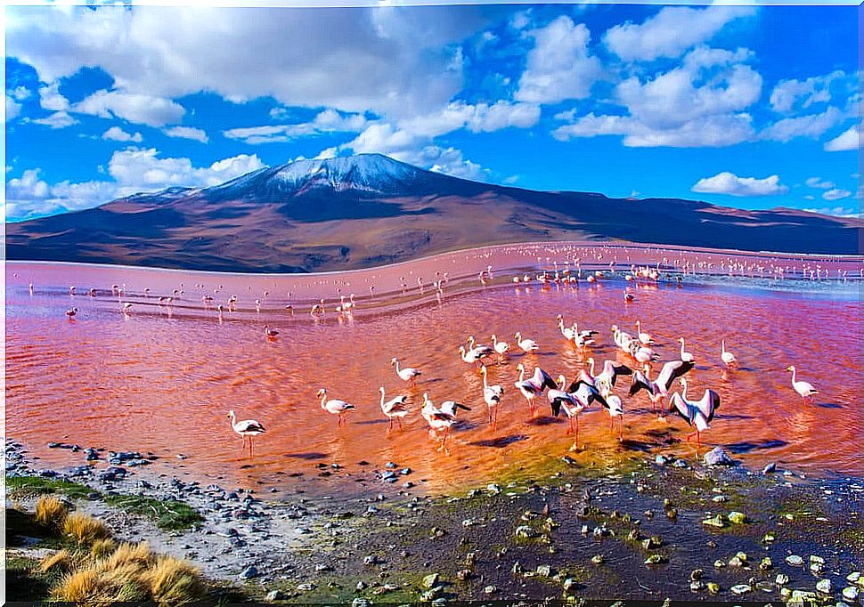 Laguna Colorada in the Eduardo Avaroa National Reserve