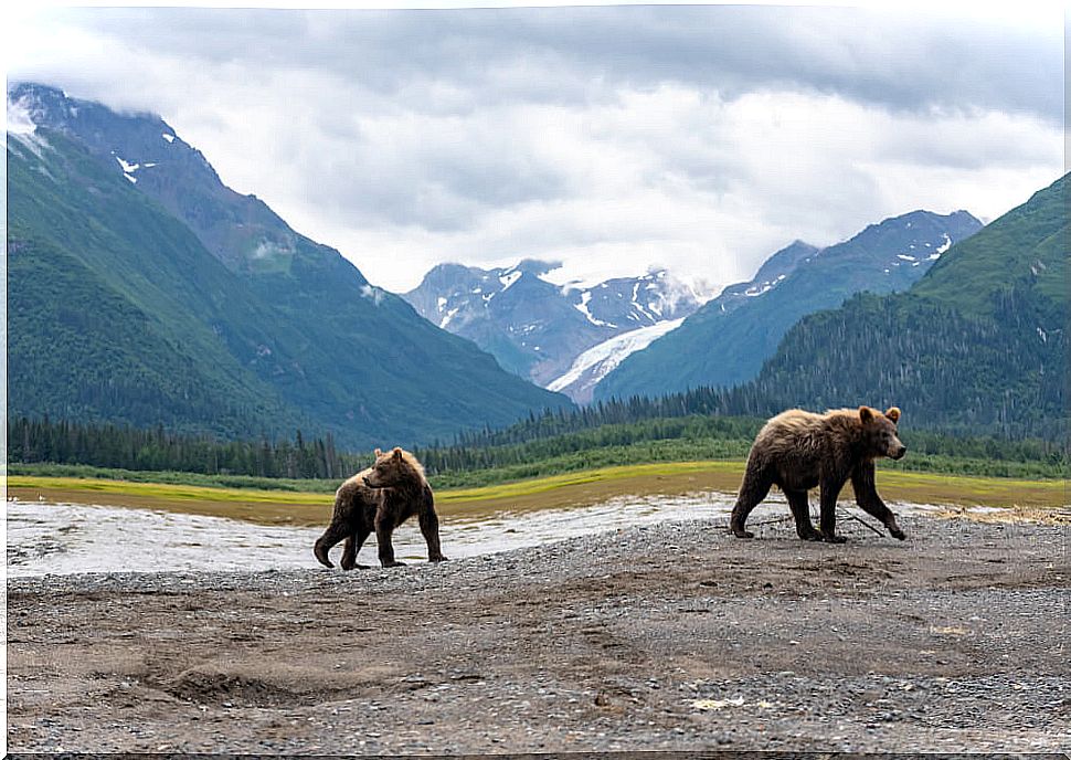 Brown Bears in Lake Clark National Park