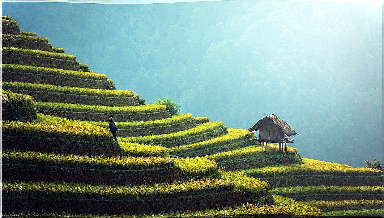 Rice plantation in Bali