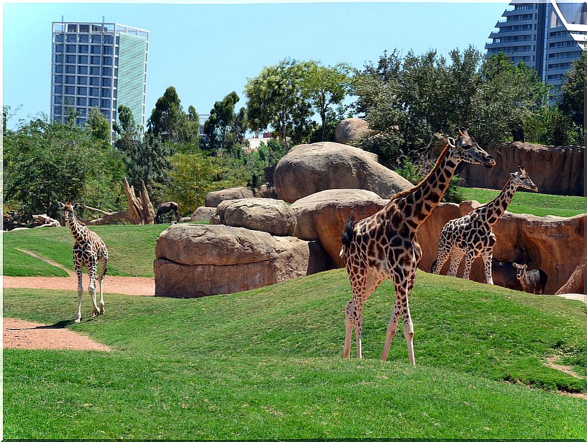 Giraffes walking in the Bioparc of Valencia.