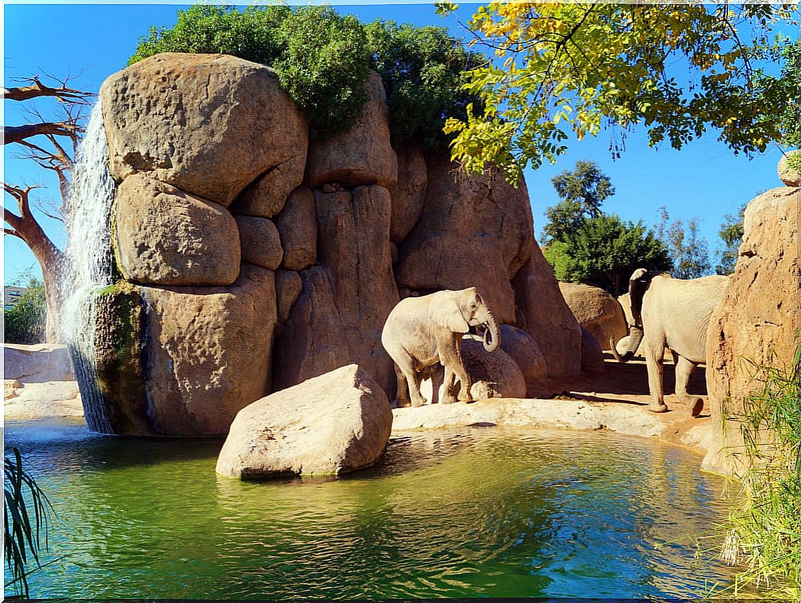 Elephants in the Bioparc of Valencia.