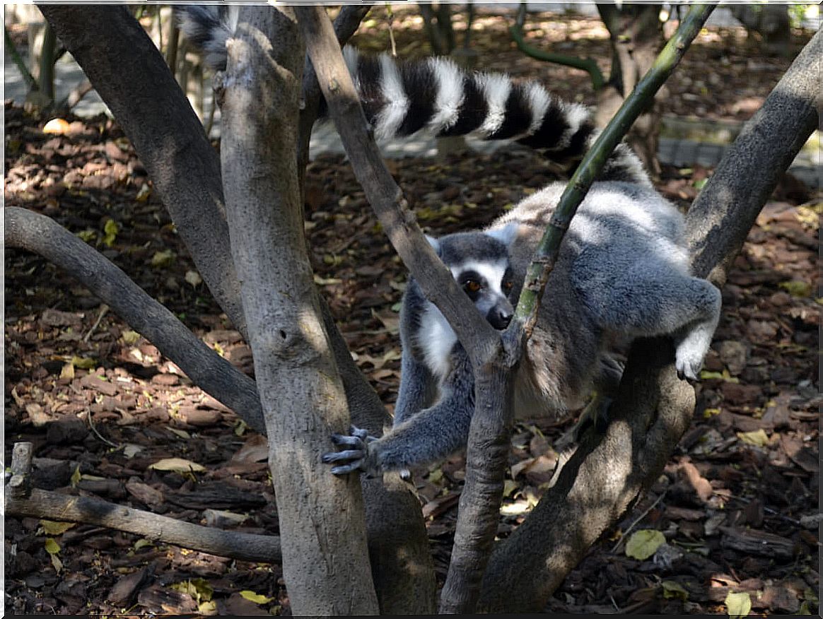 Lemur in the Bioparc of Valencia.