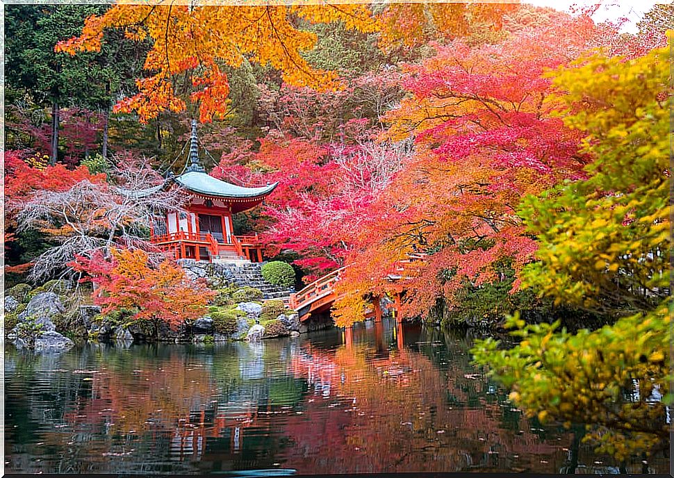 Enjoying the 'momiji', the Japanese autumn landscape