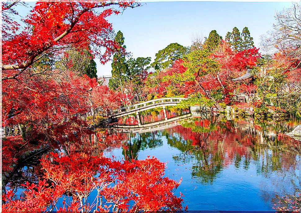 Momiji Landscape in Japan