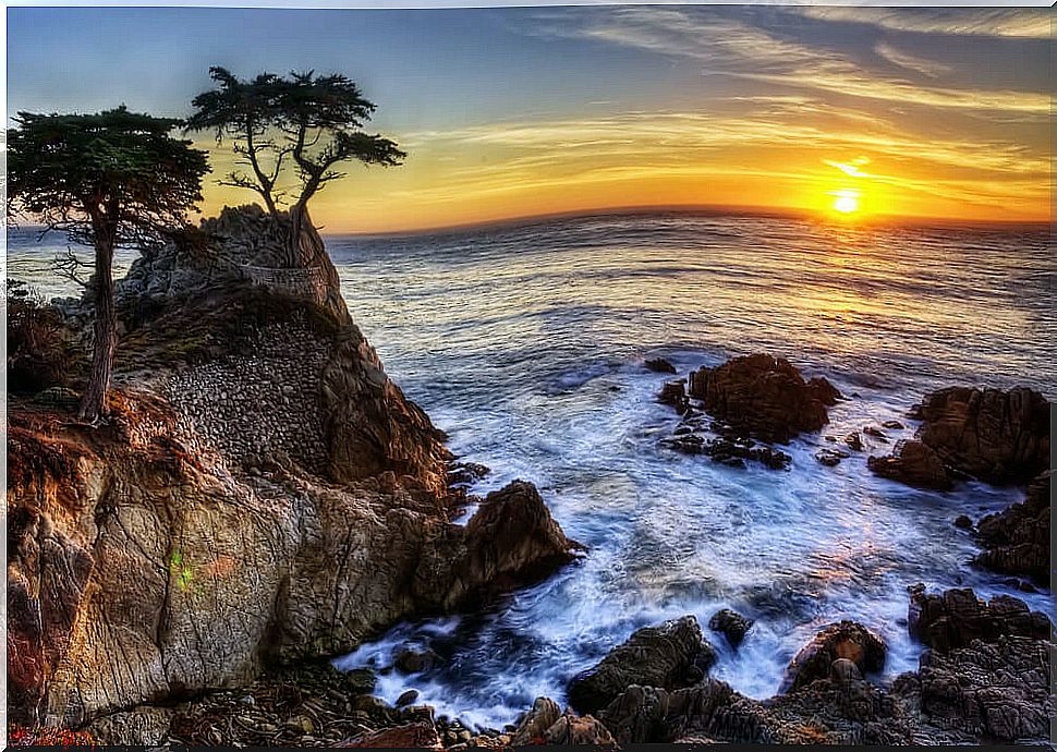 Lone Cypress in Monterrey