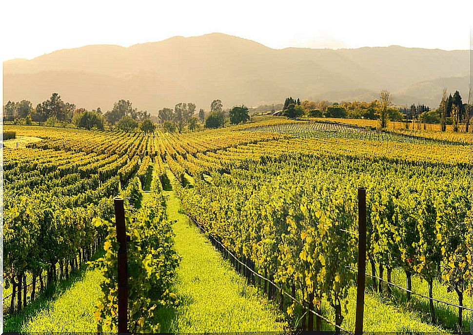 Enjoy the best wines of the Napa Valley in California