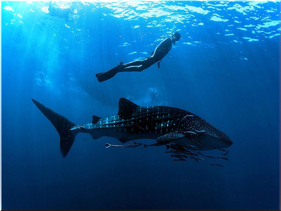 Tourist diving with sharks in Koh Tao.