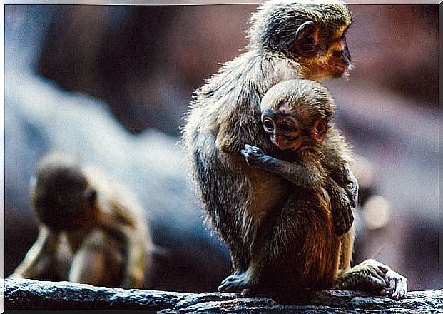 Bioparc in Fuengirola