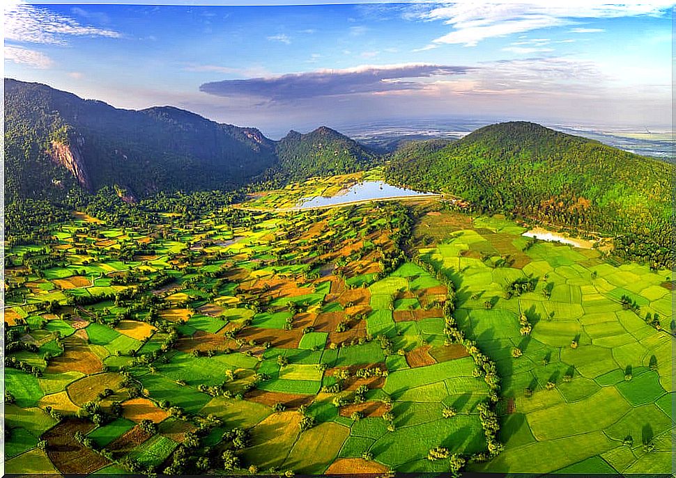 Rice fields in the Mekong river delta