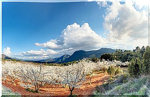 Cherry trees in the Jerte Valley