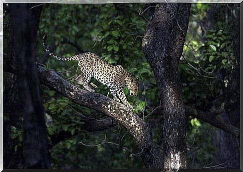 Kanha National Park in India