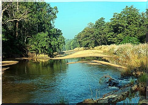 Kanha National Park in India