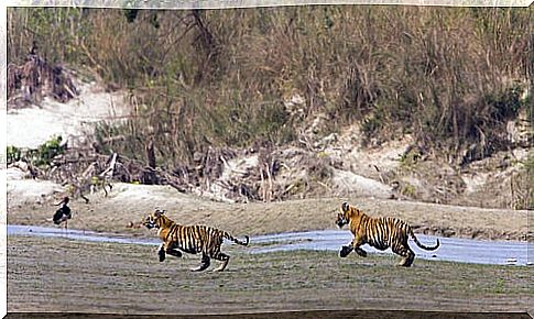 Kanha National Park in India