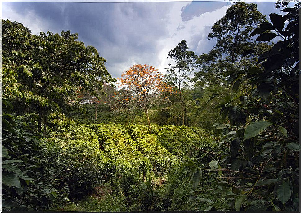 Coffee plantation that can be seen in the indigenous tourism of Costa Rica.