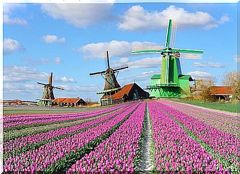 Tulip field in Holland