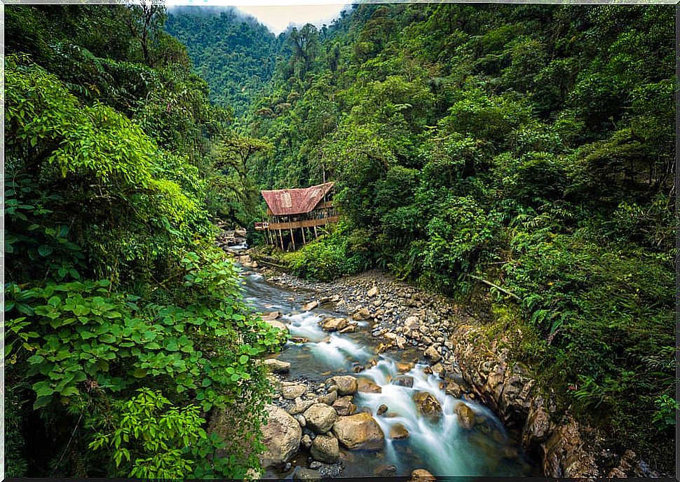 Manu National Park: the most protected reserve in Peru