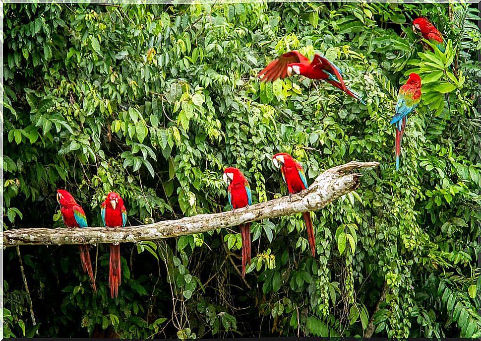 Birds in the Manu National Park