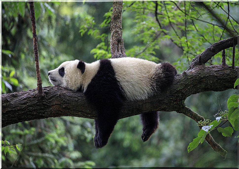 Pet pandas and taste delicious Sichuan food in China