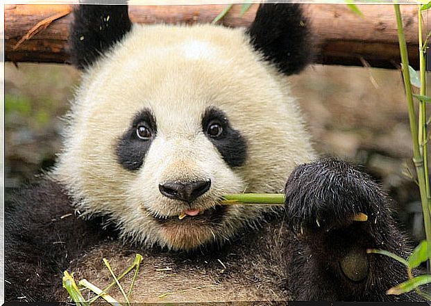 Panda in Sichuan