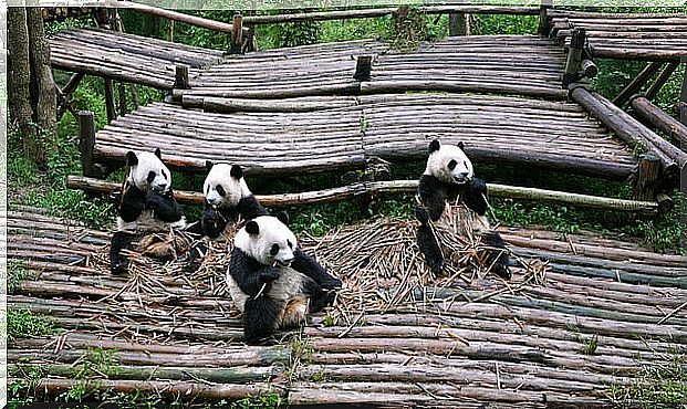 Pandas in Sichuan