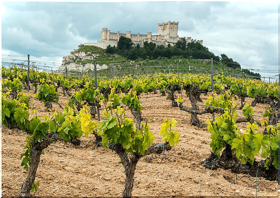 Castle and vineyard in Peñafiel