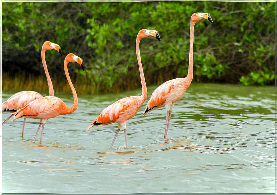 Flamingos