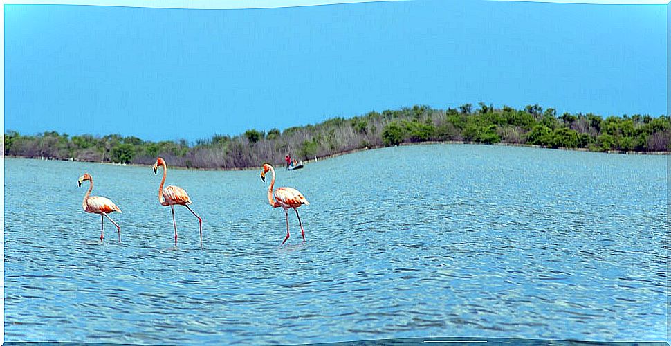 Group of flamingos