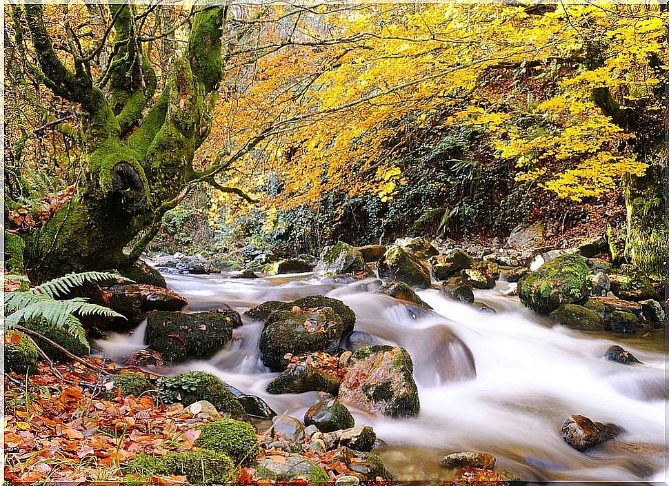 Spanish forests in pictures: beauty in its purest form