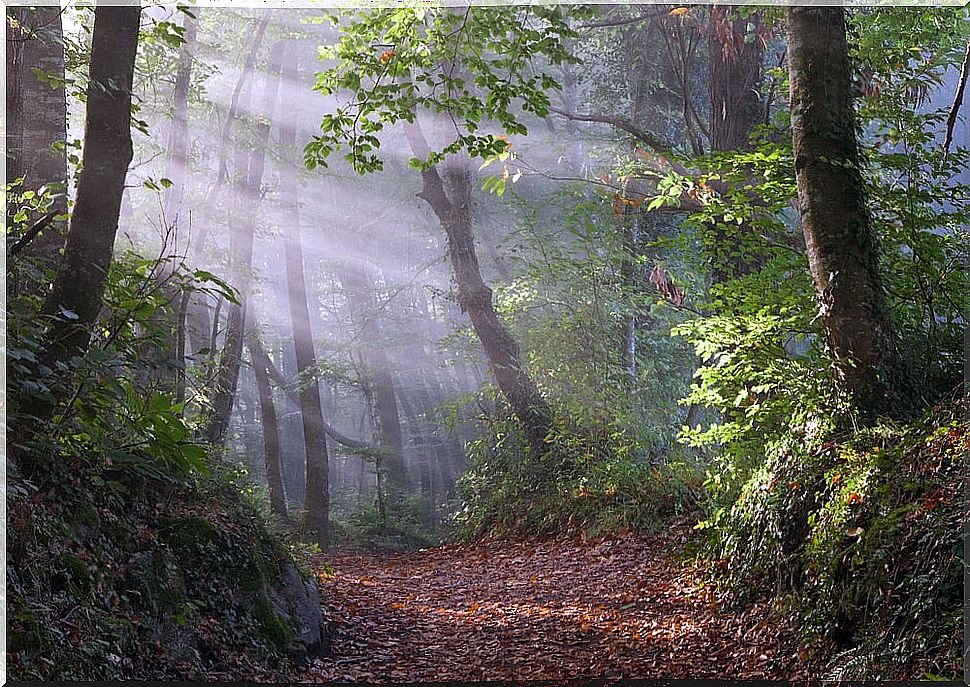 Fageda d'en Jordà in Girona