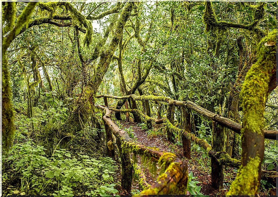 Garajonay Forest in La Gomera